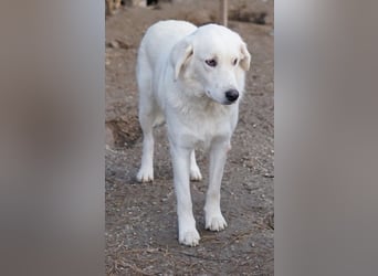 Idallo, geb. ca. 12/2020, lebt in GRIECHENLAND, im städt. Tierheim Serres