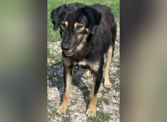 Lavinia, geb. ca. 06/2019, lebt in GRIECHENLAND, im städt. Tierheim Serres