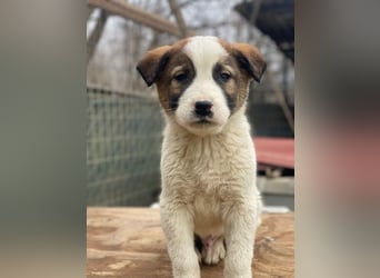 Calzone, geb. ca. 11/2025, lebt in GRIECHENLAND, auf einer privaten Pflegestelle