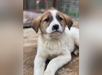 Bufala, geb. ca.11/2025, lebt in GRIECHENLAND, auf einer privaten Pflegestelle