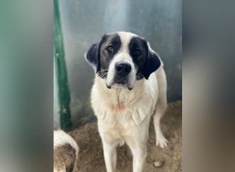 Marinara, geb. ca. 01/2025, lebt in GRIECHENLAND, auf einer privaten Pflegestelle