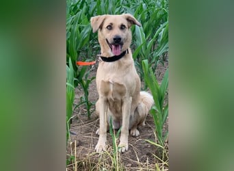 Fanta, geb. ca. 05/2017, lebt bei einer Familie in 48317 Drensteinfurt, Vermittlungshilfe