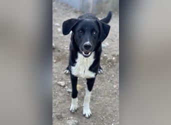Nikka, geb. ca. 08/2023, lebt in GRIECHENLAND, im städt. Tierheim Serres