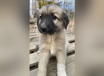 Venus, geb. ca. 08/2022, lebt in GRIECHENLAND, auf einer privaten Pflegestelle