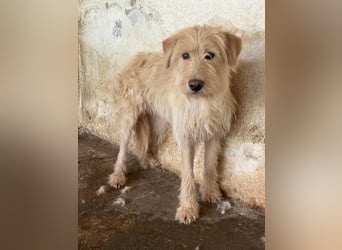 Susan, geb. ca. 04/2024, lebt in GRIECHENLAND, auf einer privaten Pflegestelle