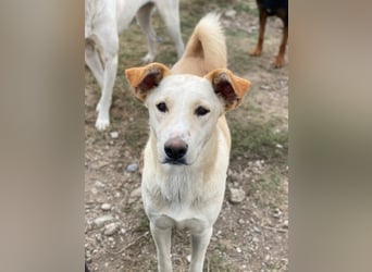 Kalena, geb. ca. 01/2025, lebt in GRIECHENLAND, im städt. Tierheim Serres