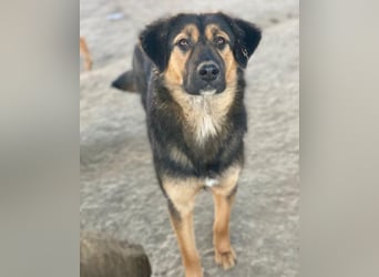 Glinda, geb. ca. 07/2025, lebt in GRIECHENLAND, im städt. Tierheim Serres