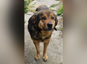 Frieder, geb. ca. 11/2019, lebt in GRIECHENLAND, im städt. Tierheim Serres