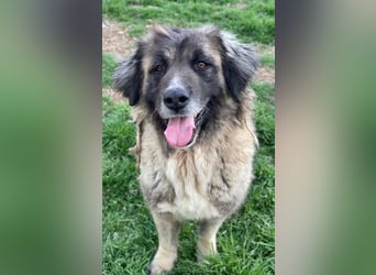 Harper, geb. ca. 12/2018, lebt in GRIECHENLAND, im städt. Tierheim Serres