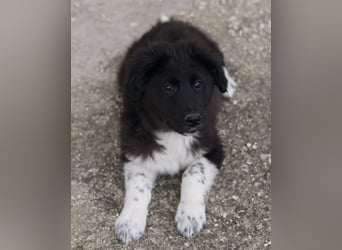 Baron, geb. ca. 12/2023, lebt in GRIECHENLAND, auf einem Gelände, Hunde werden notdürftig versorgt