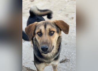 Chita, geb. ca. 05/2024, lebt in GRIECHENLAND, im städt. Tierheim Serres