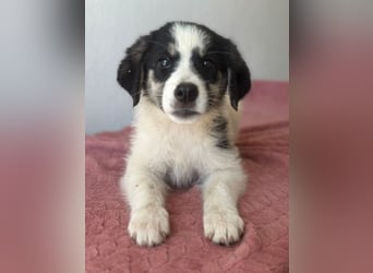 Colada, geb. ca. 05/2026, lebt in GRIECHENLAND, im städt. Tierheim Serres