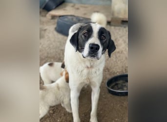 Marinara, geb. ca. 01/2025, lebt in GRIECHENLAND, auf einer privaten Pflegestelle