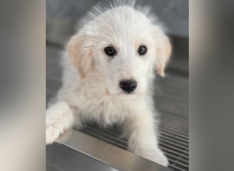 Zucker, geb. ca. 01/2026, lebt in GRIECHENLAND, auf einer privaten Pflegestelle