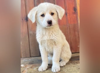 Nacho, geb. ca. 03/2026, lebt in GRIECHENLAND, auf einer privaten Pflegestelle