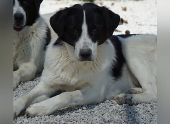 Zola, geb. ca. 01/2025, lebt in GRIECHENLAND, im städt. Tierheim Serres