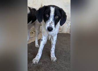 Amora, geb. ca. 03/2024, lebt in GRIECHENLAND, auf einer privaten Pflegestelle