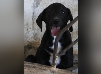 Smokey, geb. 08.06.2026, lebt in GRIECHENLAND, auf einer privaten Pflegestelle