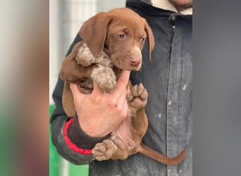 Castanea, geb. ca. 11/2025, lebt in GRIECHENLAND, auf einer privaten Pflegestelle