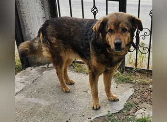 Frieder, geb. ca. 11/2019, lebt in GRIECHENLAND, im städt. Tierheim Serres