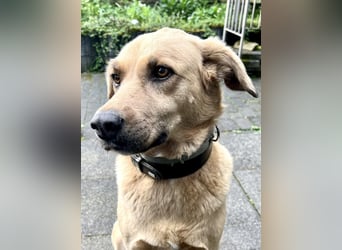 Fanta, geb. ca. 05/2017, lebt bei einer Familie in 48317 Drensteinfurt, Vermittlungshilfe