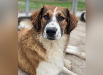 Barkley, geb. ca. 10/2024, lebt in GRIECHENLAND, auf einer privaten Pflegestelle