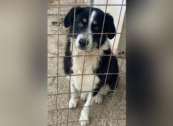 Cars, geb. ca. 12/2023, lebt in GRIECHENLAND, im städt. Tierheim Serres