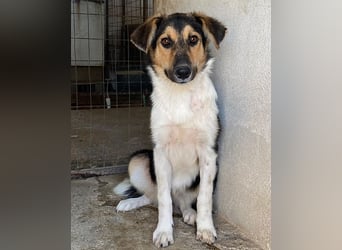 Kati, geb. ca. 03/2025, lebt in GRIECHENLAND, im städt. Tierheim Serres