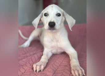 Lily, geb. ca. 05/2026, lebt in GRIECHENLAND, im städt. Tierheim Serres