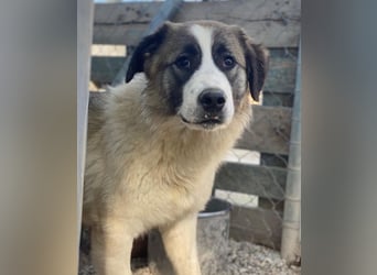 Lexya, geb. ca. 02/2025, lebt in GRIECHENLAND, im städtischen Tierheim