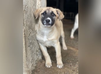 Mira, geb. ca. 12/2025, lebt in GRIECHENLAND, im städt. Tierheim Serres