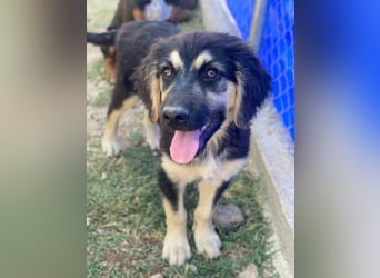 Quana, geb. ca. 02/2025, lebt in GRIECHENLAND, auf einer privaten Pflegestelle