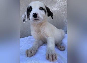 Alain, geb. ca. 06/2023, lebt in GRIECHENLAND, im städt. Tierheim Serres