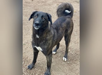 Niabi, geb. ca. 05/2023, lebt in GRIECHENLAND, im städt. Tierheim Serres