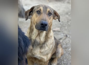 Novo, geb. ca. 04/2023, lebt in GRIECHENLAND, im städt. Tierheim Serres