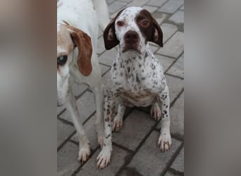  Acira, geb. ca. 04/2023, lebt auf einer Pflegestelle in 67735 Mehlbach