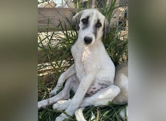 Maliya, geb. ca. 04/2025, lebt in GRIECHENLAND, im städt. Tierheim Serres