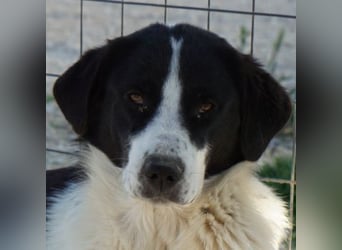 Zola, geb. ca. 01/2025, lebt in GRIECHENLAND, im städt. Tierheim Serres