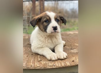 Tonno, geb. ca. 11/2025, lebt in GRIECHENLAND, auf einer privaten Pflegestelle