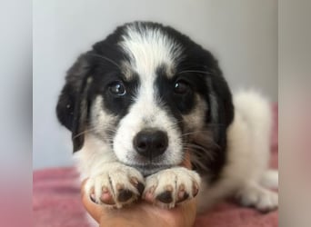 Colada, geb. ca. 05/2026, lebt in GRIECHENLAND, im städt. Tierheim Serres