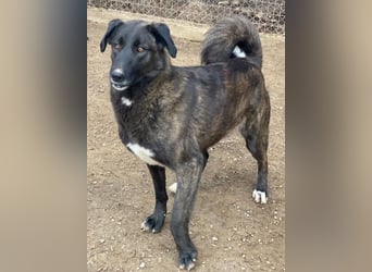 Niabi, geb. ca. 05/2023, lebt in GRIECHENLAND, im städt. Tierheim Serres