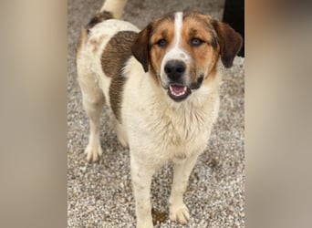 Trine, geb. ca. 05/2025, lebt in GRIECHENLAND, im städt. Tierheim Serres