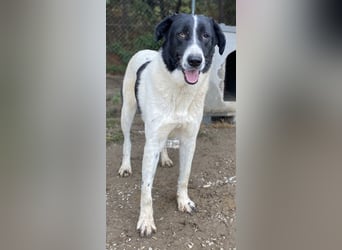 Kastor, geb. 01/2019, lebt in GRIECHENLAND, im städt. Tierheim Serres