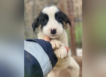 Hawaii, geb. ca. 11/2025, lebt in GRIECHENLAND, auf einer privaten Pflegestelle