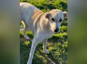 Pippo, geb. ca. 12/2020, lebt in GRIECHENLAND, auf einem Gelände, wird notdürftig versorgt