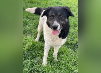 Thanio, geb. ca. 06/2020, lebt in GRIECHENLAND, im städt. Tierheim Serres