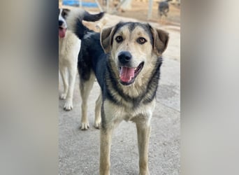 Vojan, geb. ca. 05/2024, lebt in GRIECHENLAND, im städt. Tierheim Serres