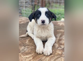 Hawaii, geb. ca. 11/2025, lebt in GRIECHENLAND, auf einer privaten Pflegestelle