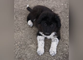 Baron, geb. ca. 12/2023, lebt in GRIECHENLAND, auf einem Gelände, Hunde werden notdürftig versorgt