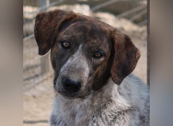 Naxos, geb. ca. 07/2020, lebt in GRIECHENLAND, im städt. Tierheim Serres